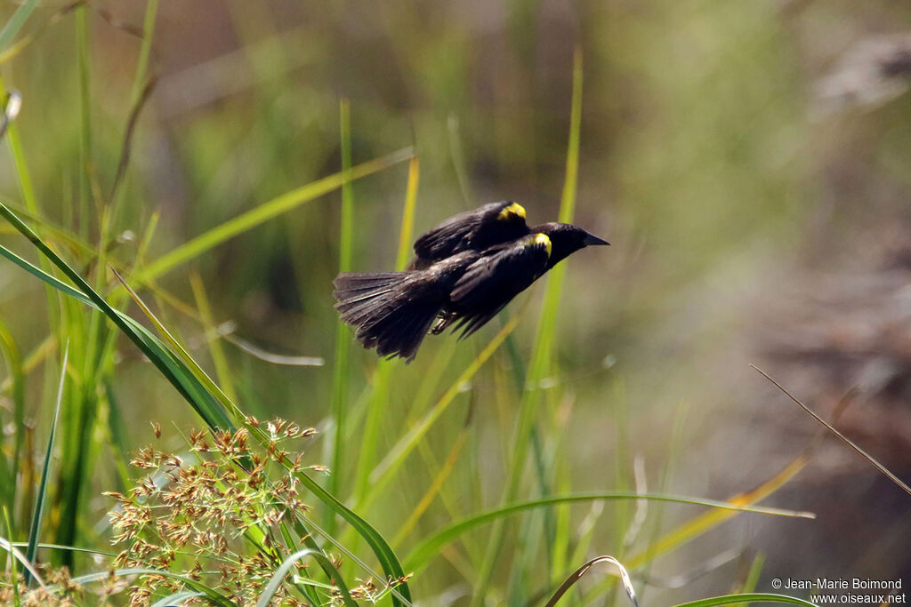 Yellow-winged Blackbird