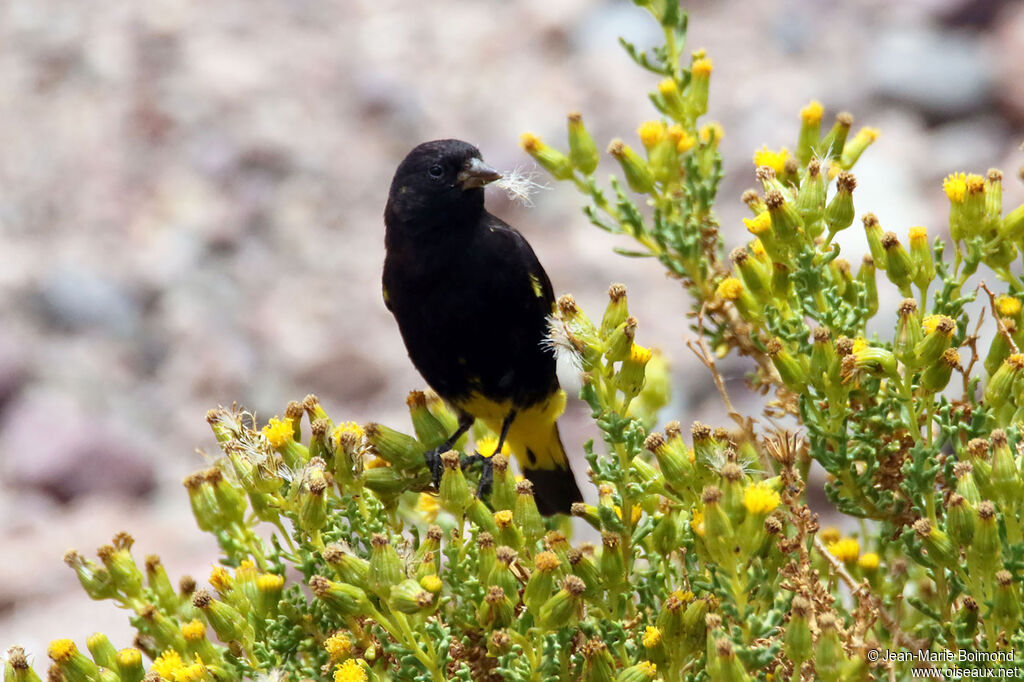 Chardonneret noir - Tarin noir<br />