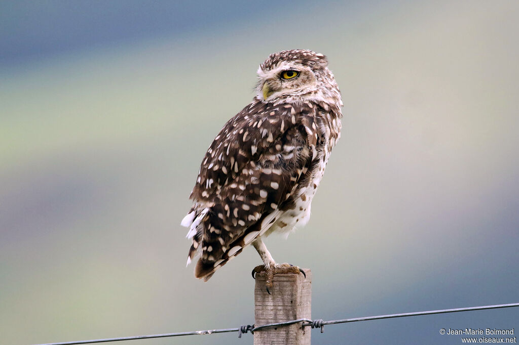 Chevêche des terriers