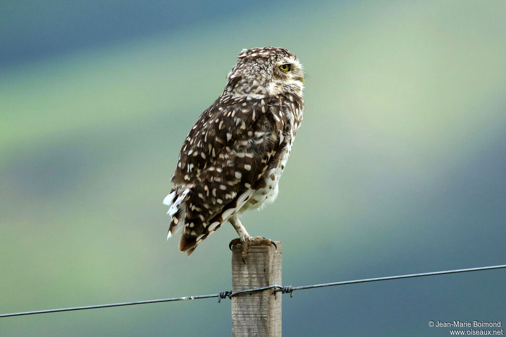 Chevêche des terriers