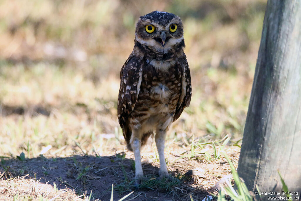 Chevêche des terriers