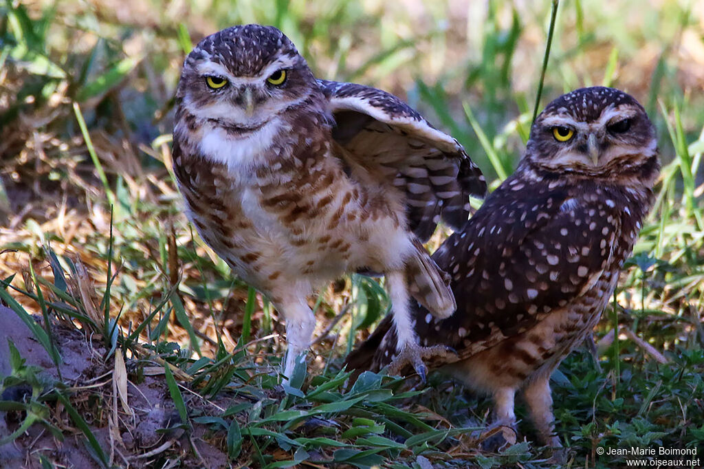 Chevêche des terriers