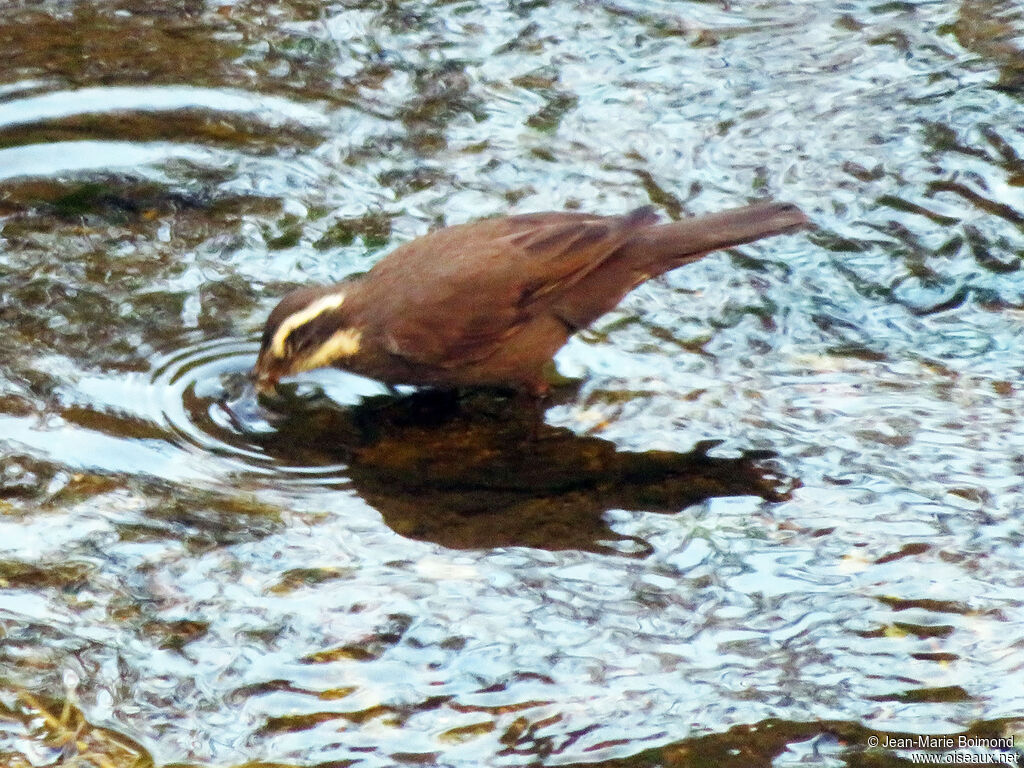 Cinclode à ventre sombre