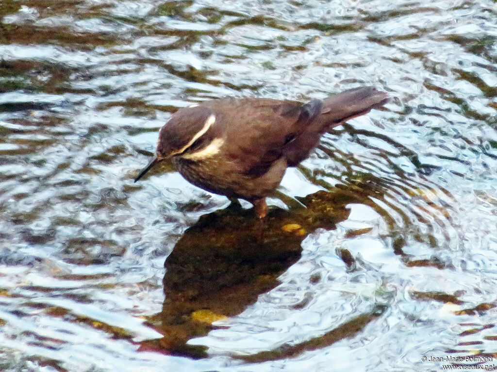 Cinclode à ventre sombre