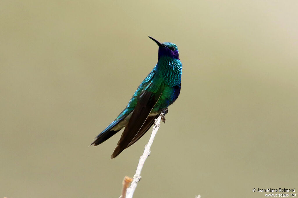 Colibri anaïs - Colibri d'Anaïs<br />