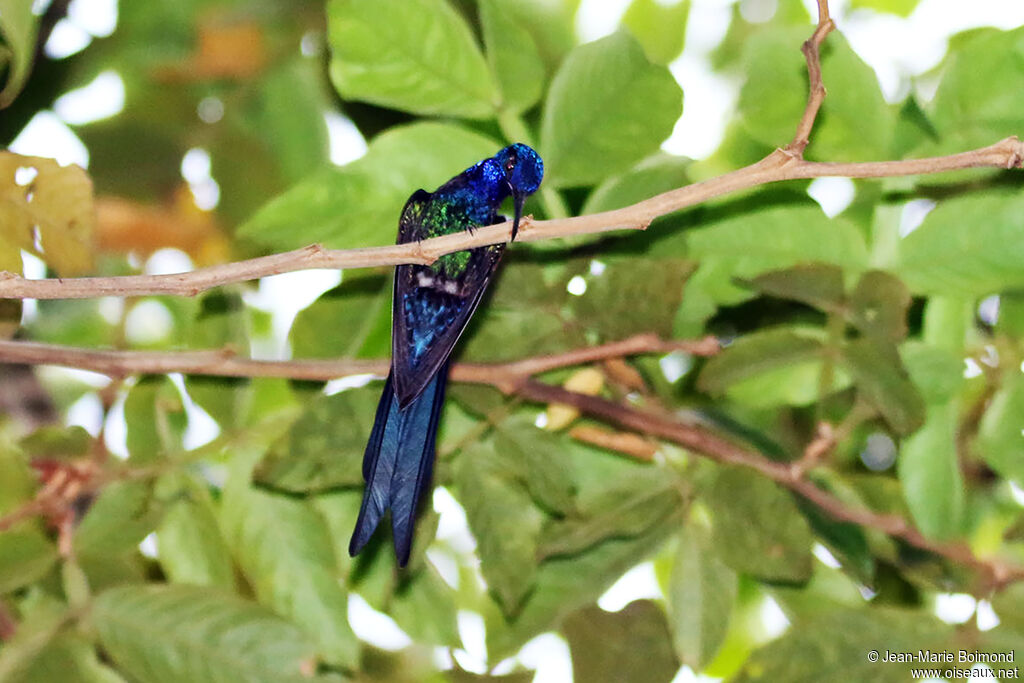 Colibri hirondelle
