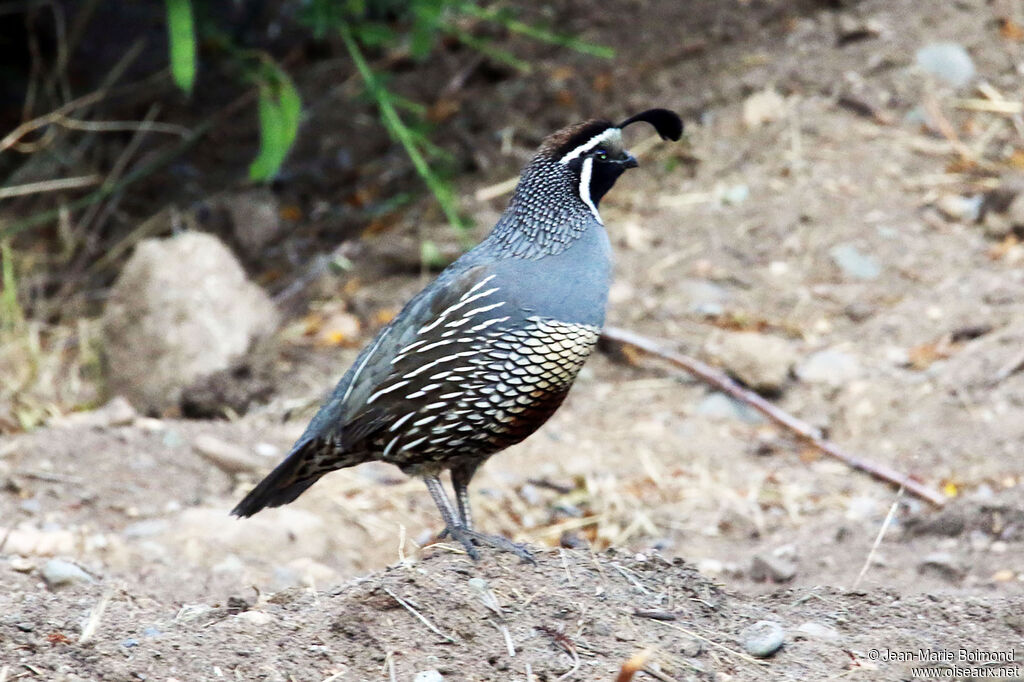 California Quail
