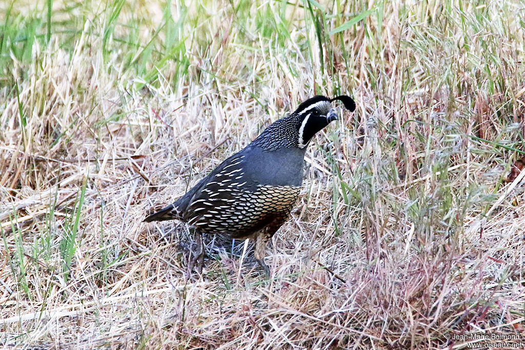 California Quail
