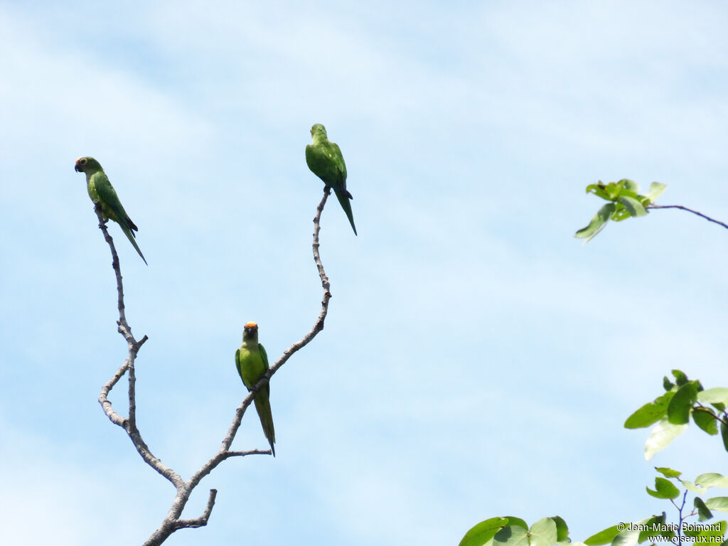 Peach-fronted Parakeet