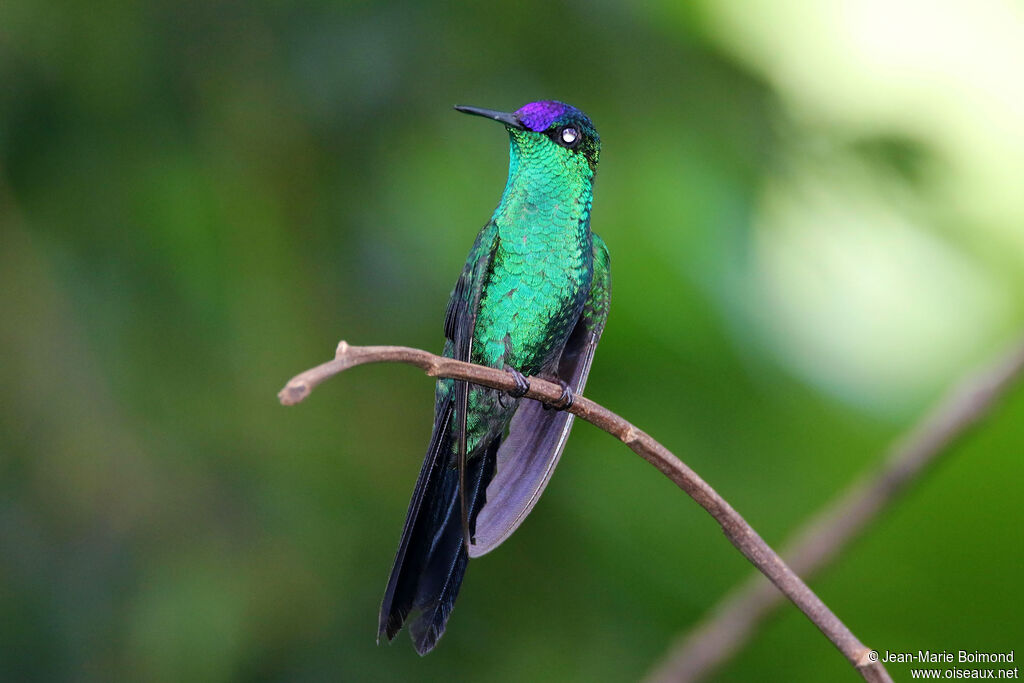 Violet-capped Woodnymph
