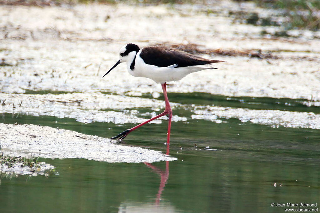 Échasse à queue noire
