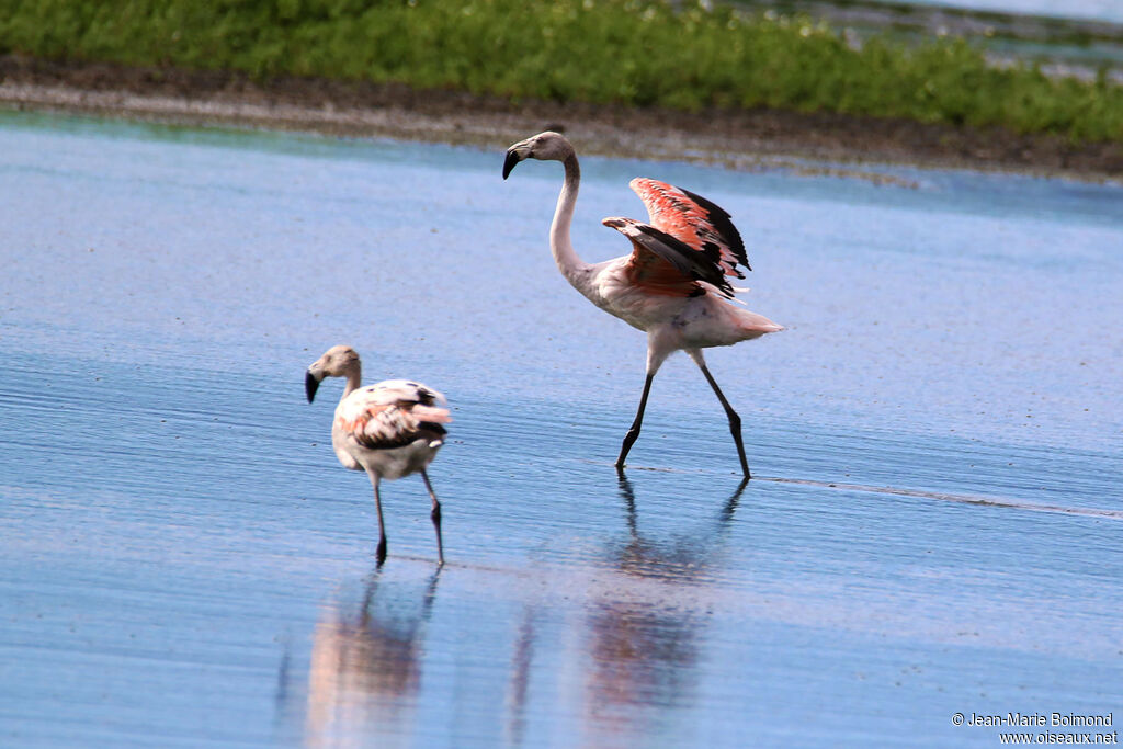 Flamant du Chili