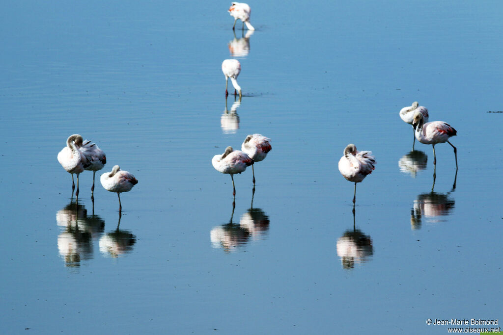 Flamant du Chili
