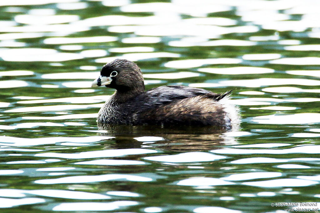 Grèbe à bec bigarré