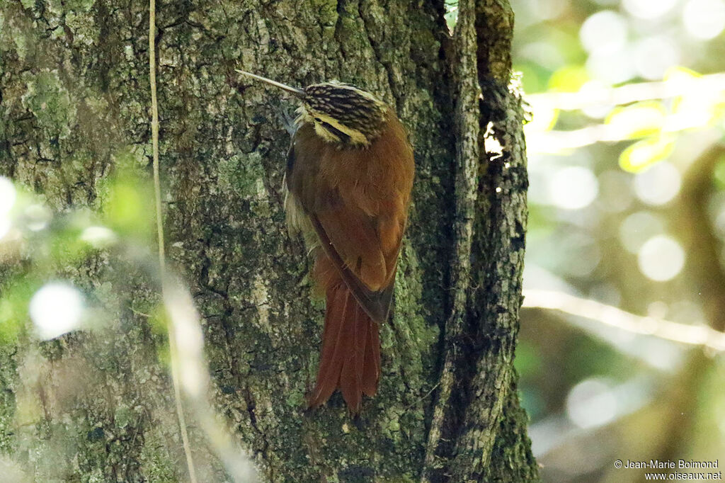 Grimpar à bec étroit