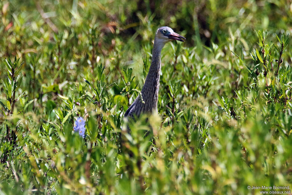 Héron flûte-du-soleil