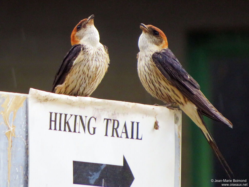 Hirondelle à tête rousse