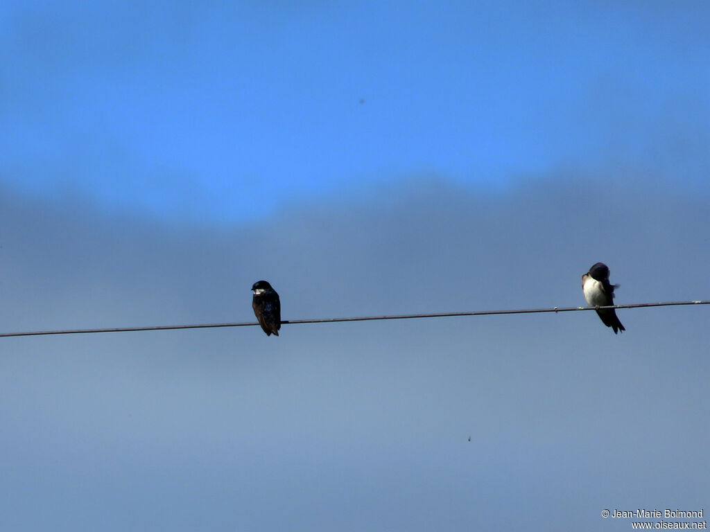 Blue-and-white Swallow