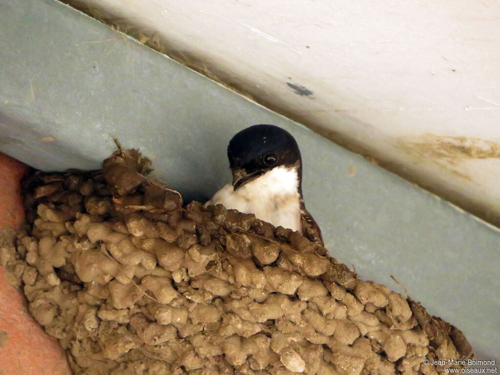 Hirondelle de fenêtre