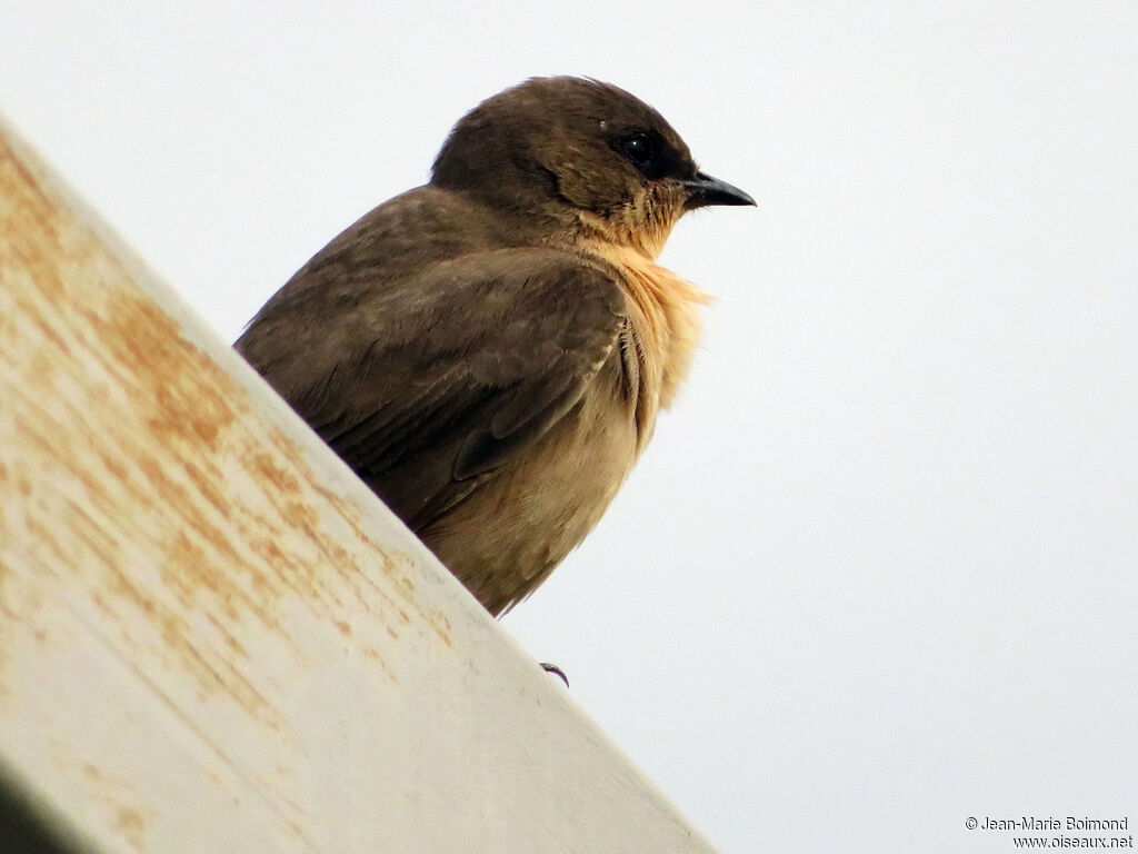 Hirondelle isabelline