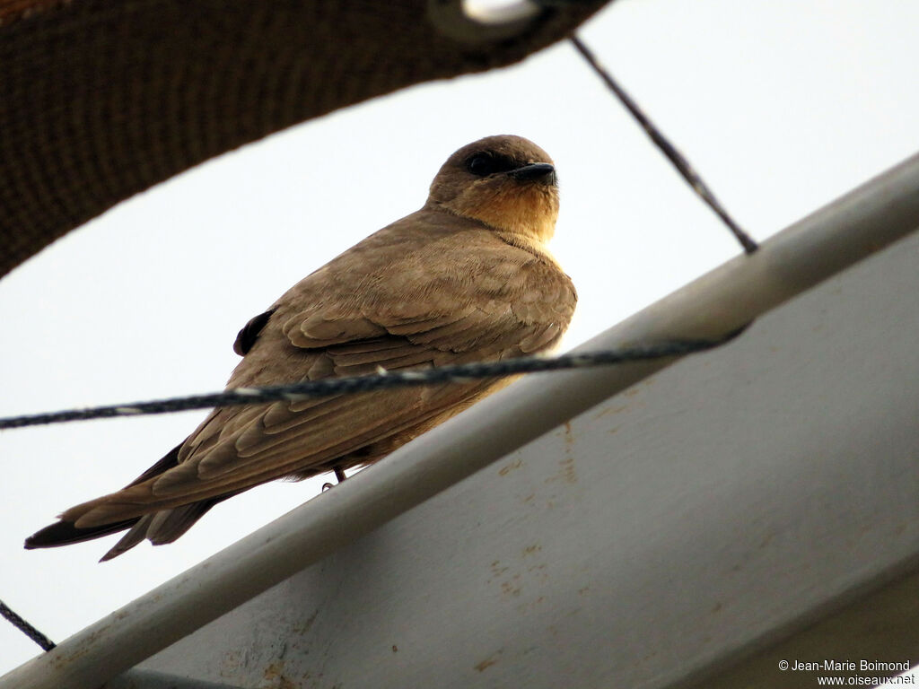 Hirondelle isabelline