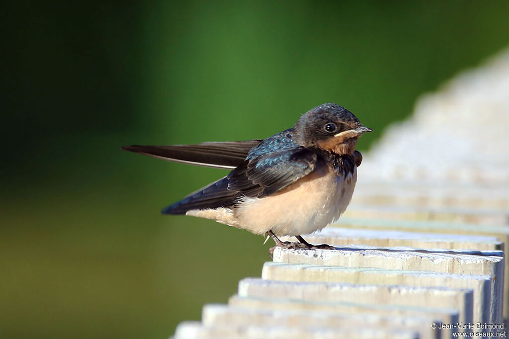 Hirondelle rustique - Hirondelle de cheminée