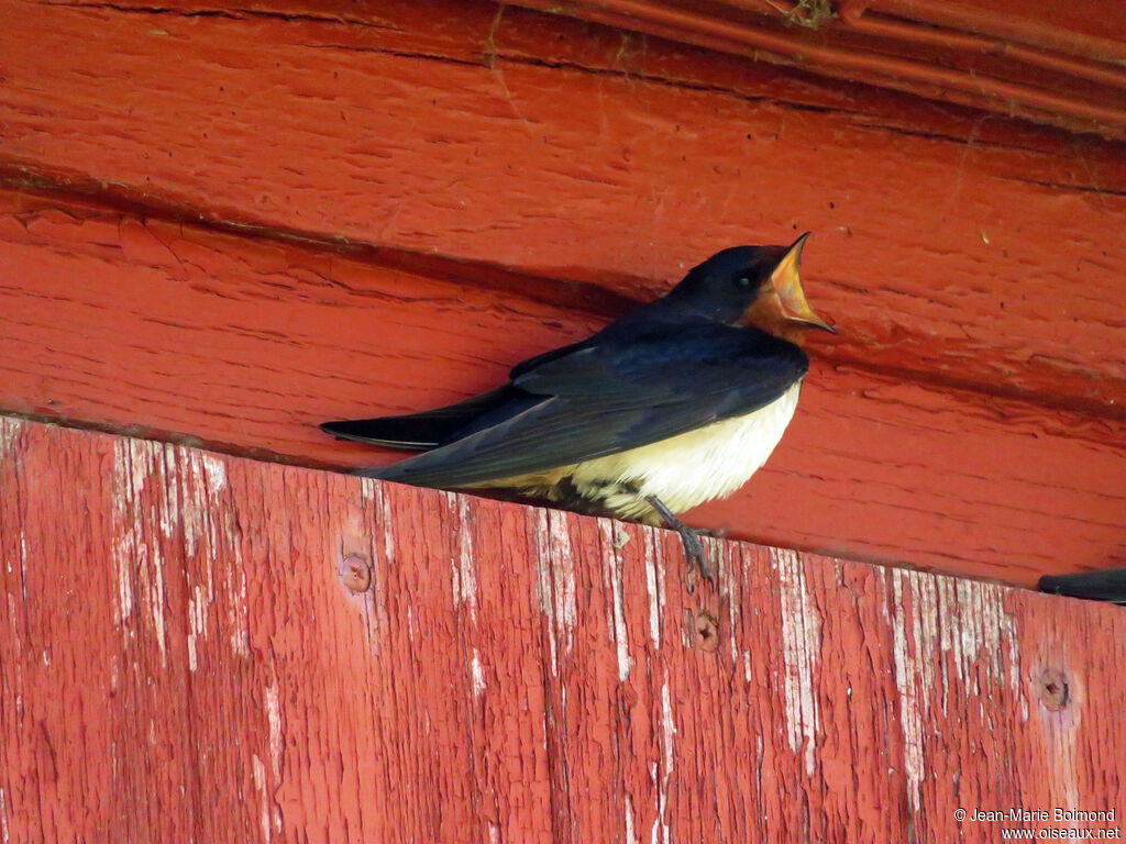 Hirondelle rustique - Hirondelle de cheminée