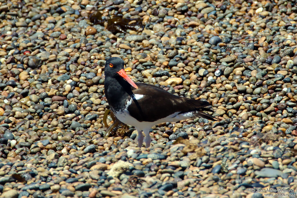 Huîtrier d'Amérique