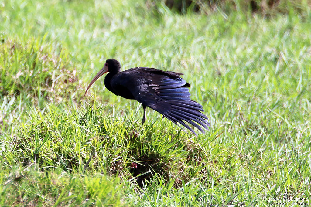 Ibis à face nue