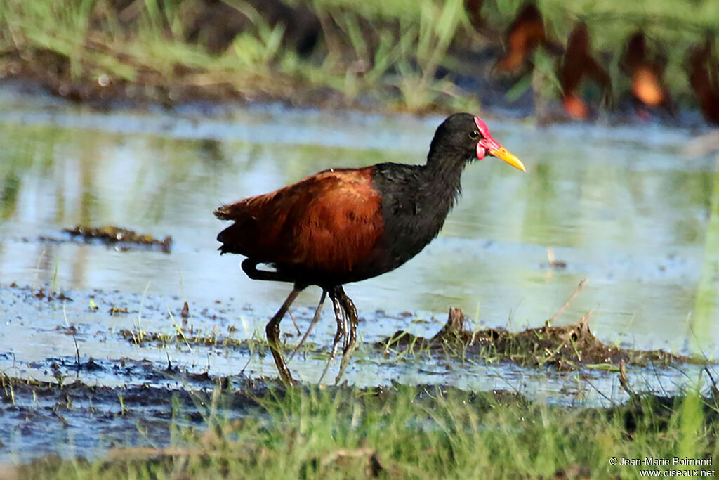 Jacana noir