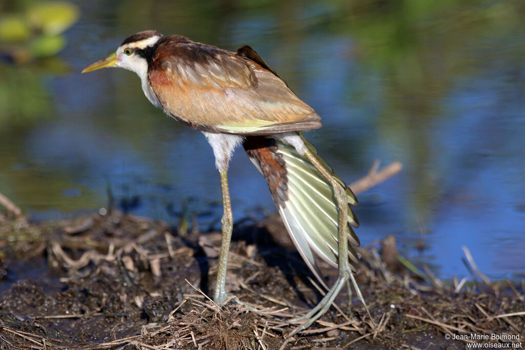 Jacana noir