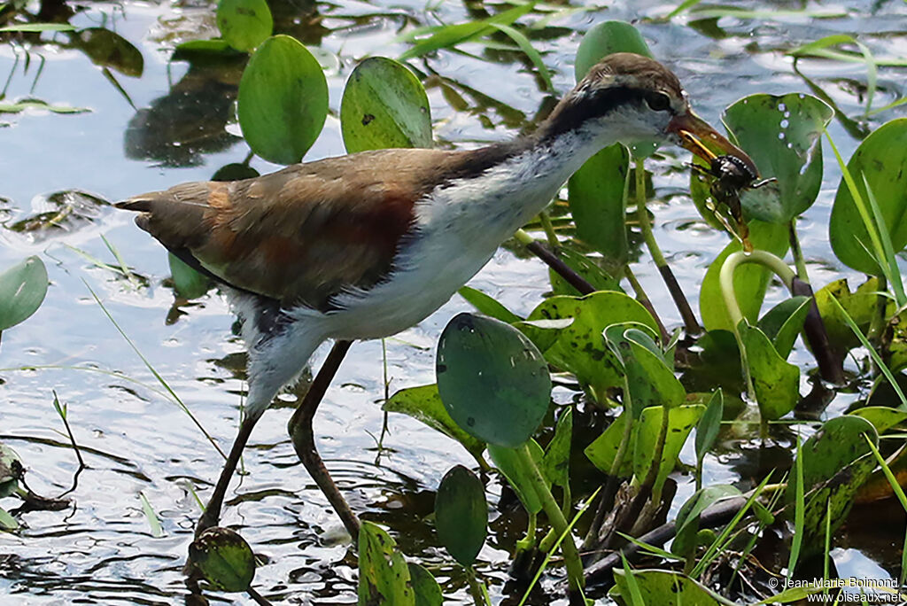 Jacana noir