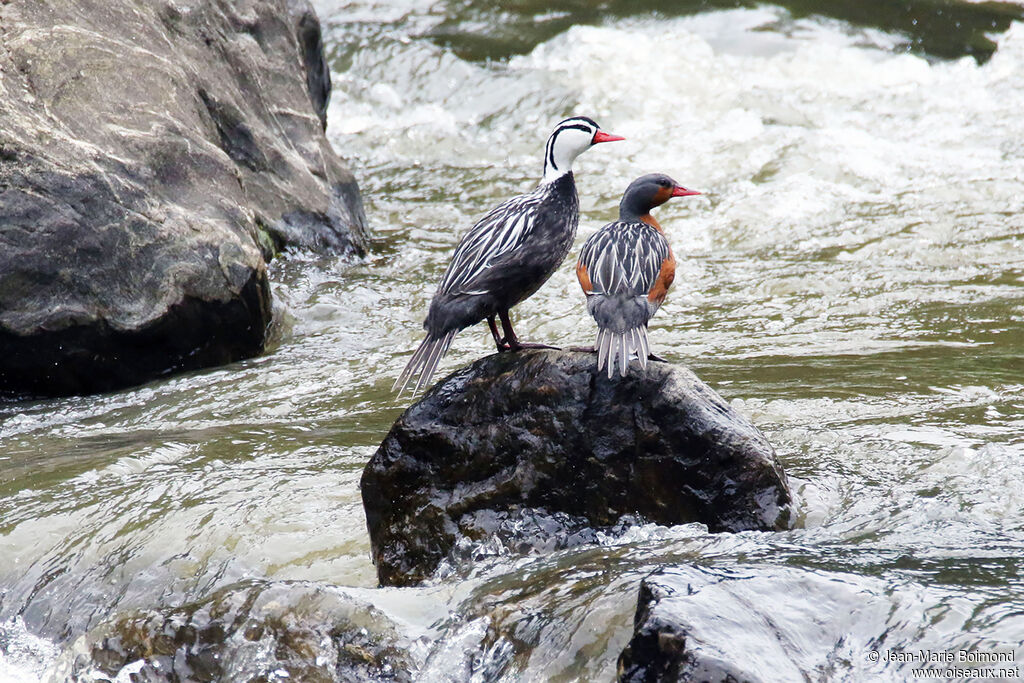 Merganette des torrentsadulte