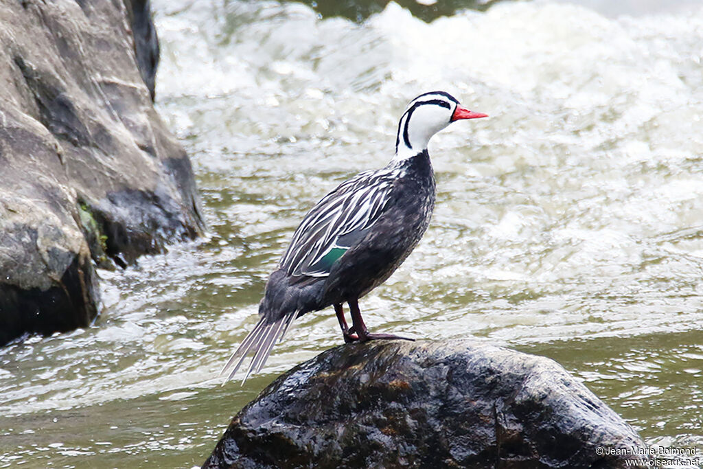 Merganette des torrents
