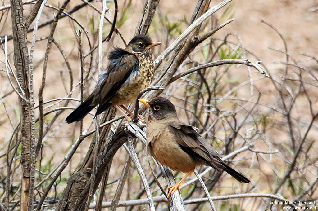 Austral Thrush
