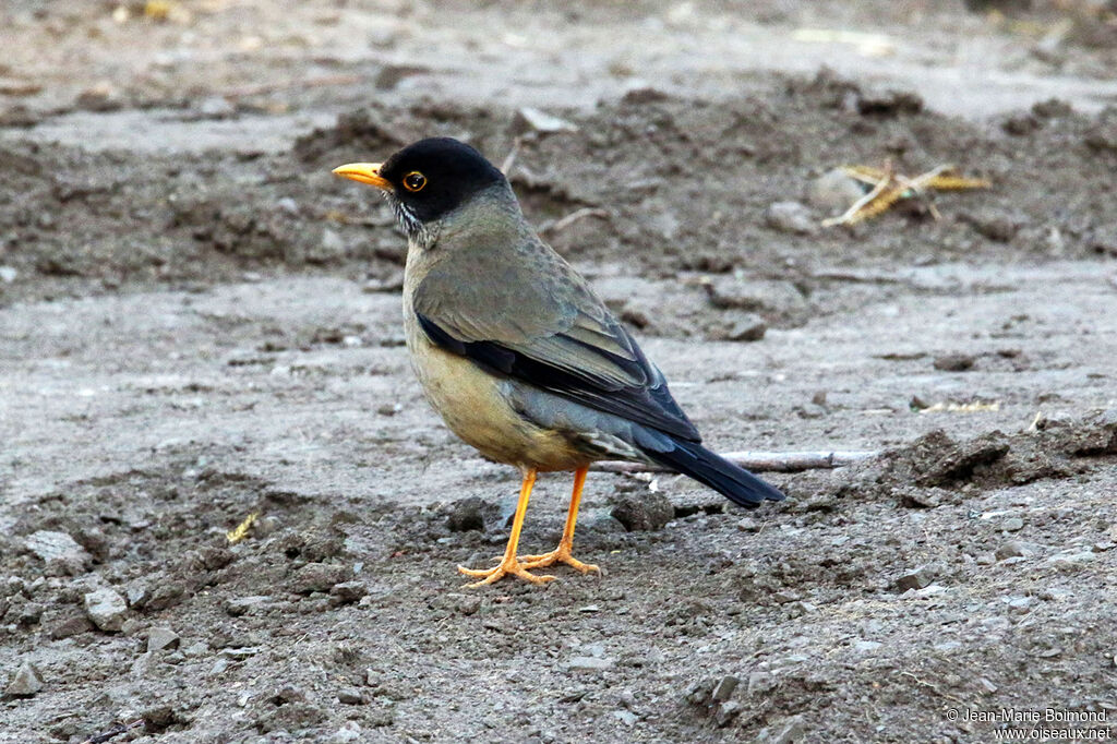 Austral Thrush