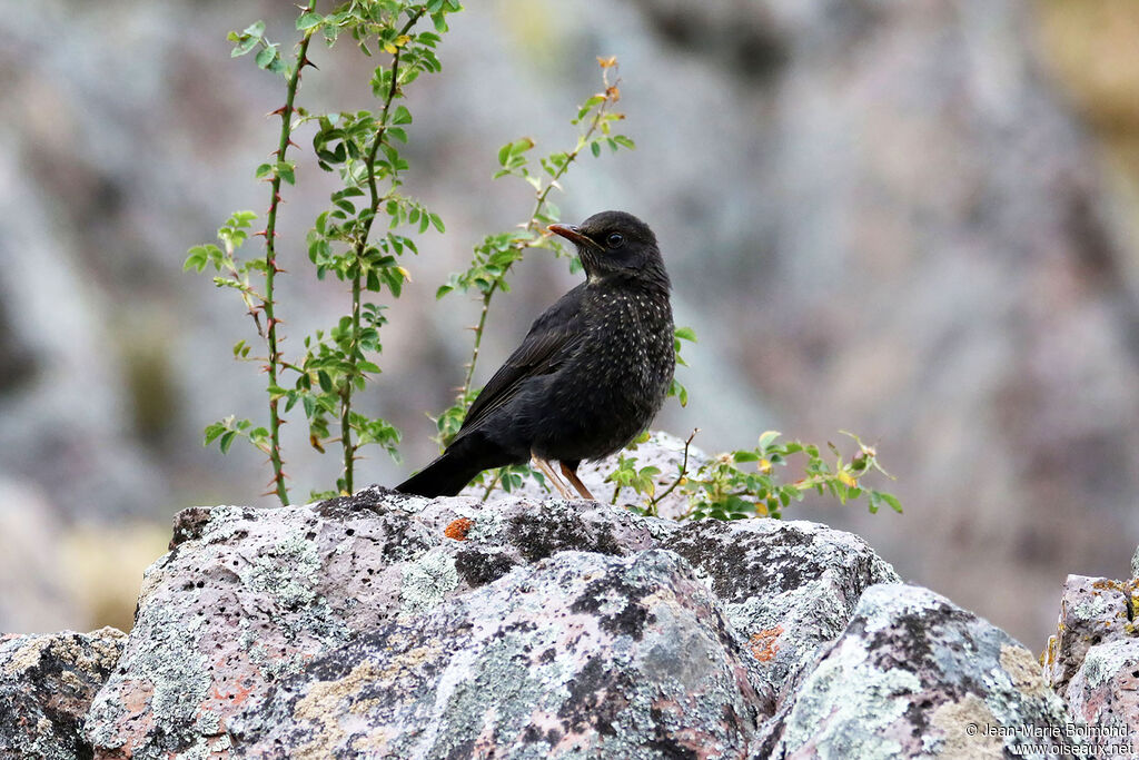 Chiguanco Thrush