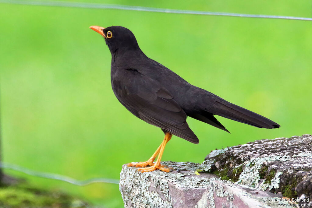 Glossy-black Thrush