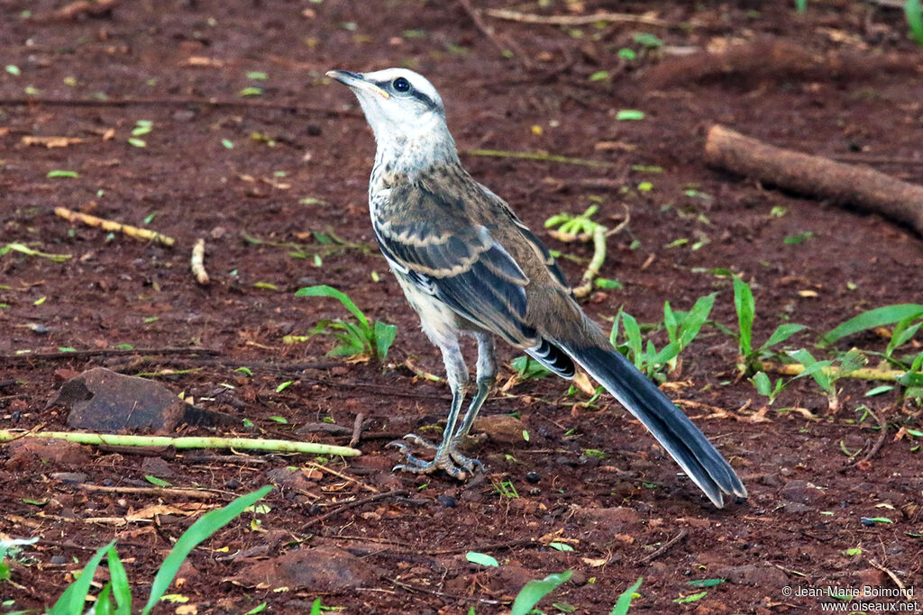 Chalk-browed Mockingbird
