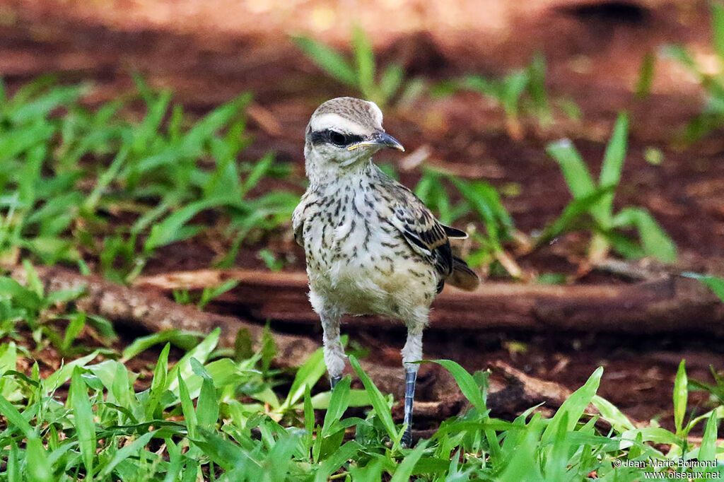 Chalk-browed Mockingbird
