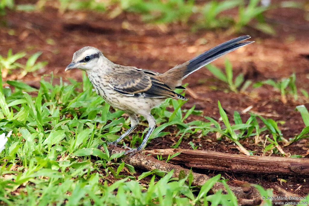 Chalk-browed Mockingbird