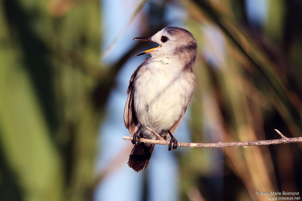Moucherolle à tête blanche