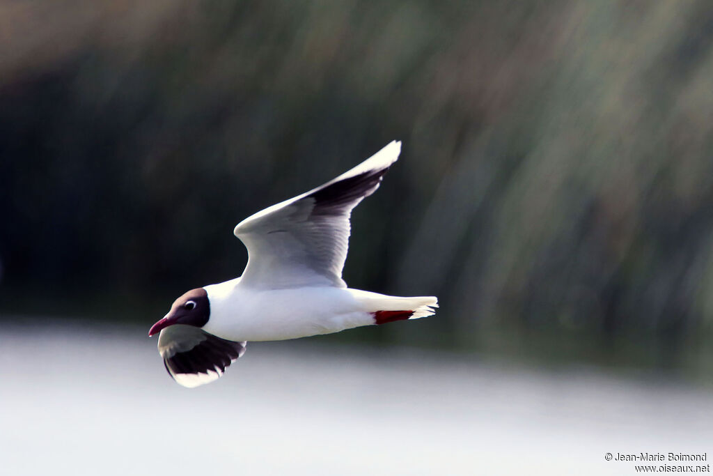 Mouette de Patagonie