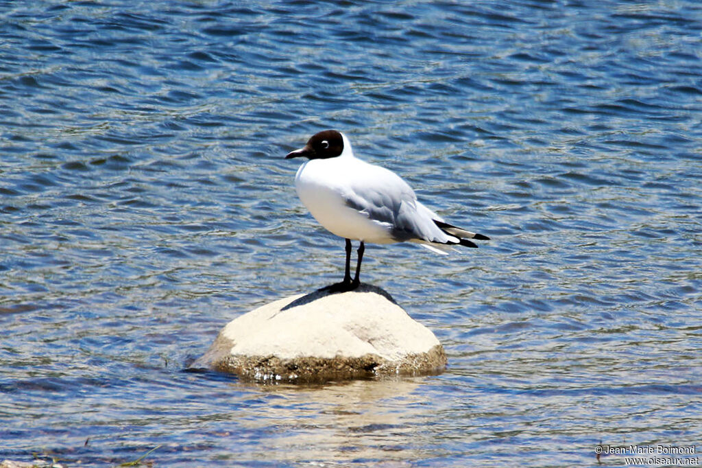 Andean Gull