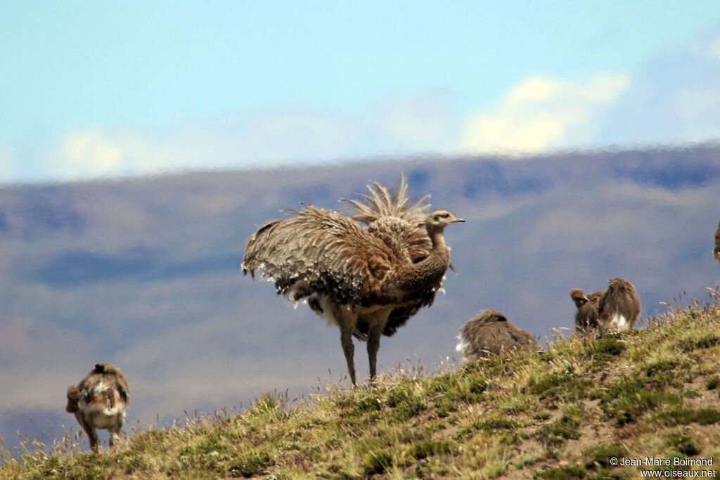 Lesser Rhea