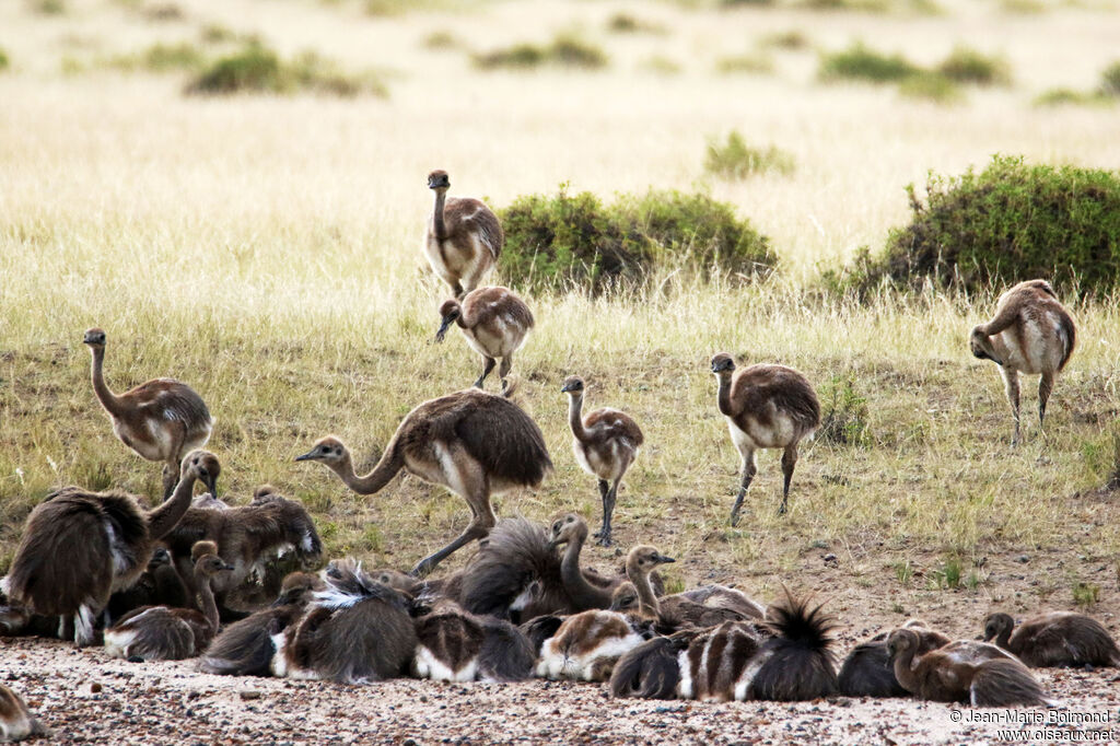 Lesser Rhea