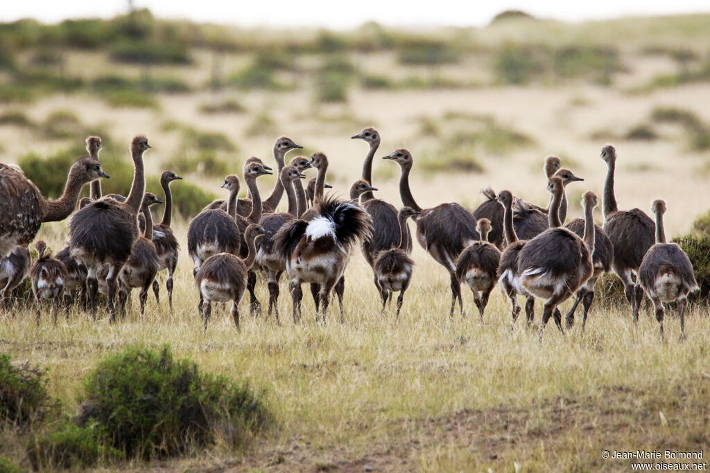 Lesser Rhea