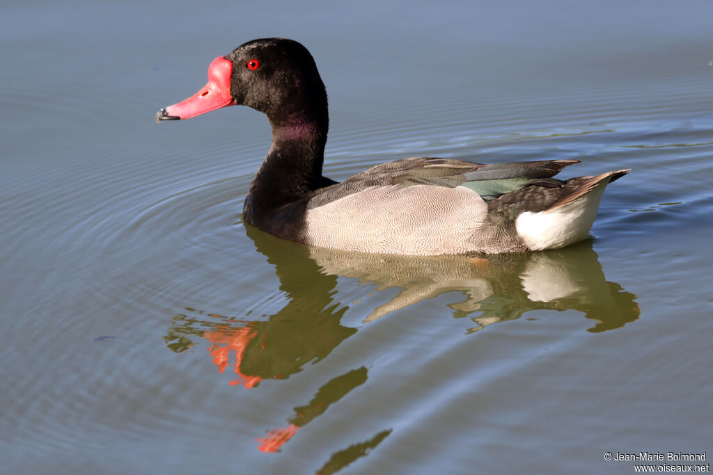 Nette demi-deuil mâle