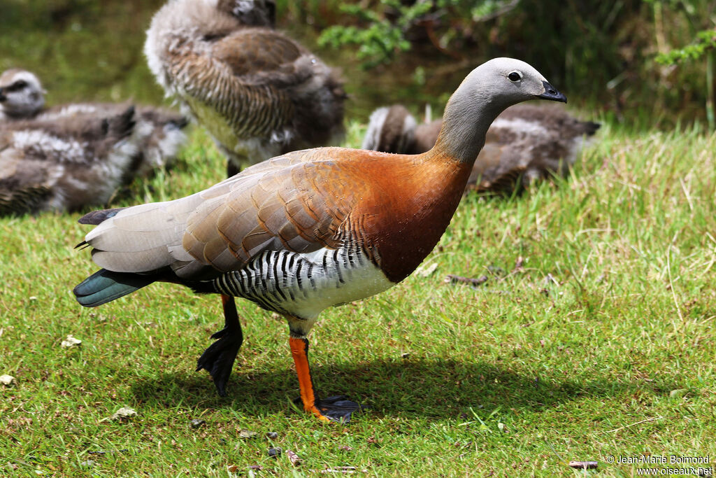 Ashy-headed Goose