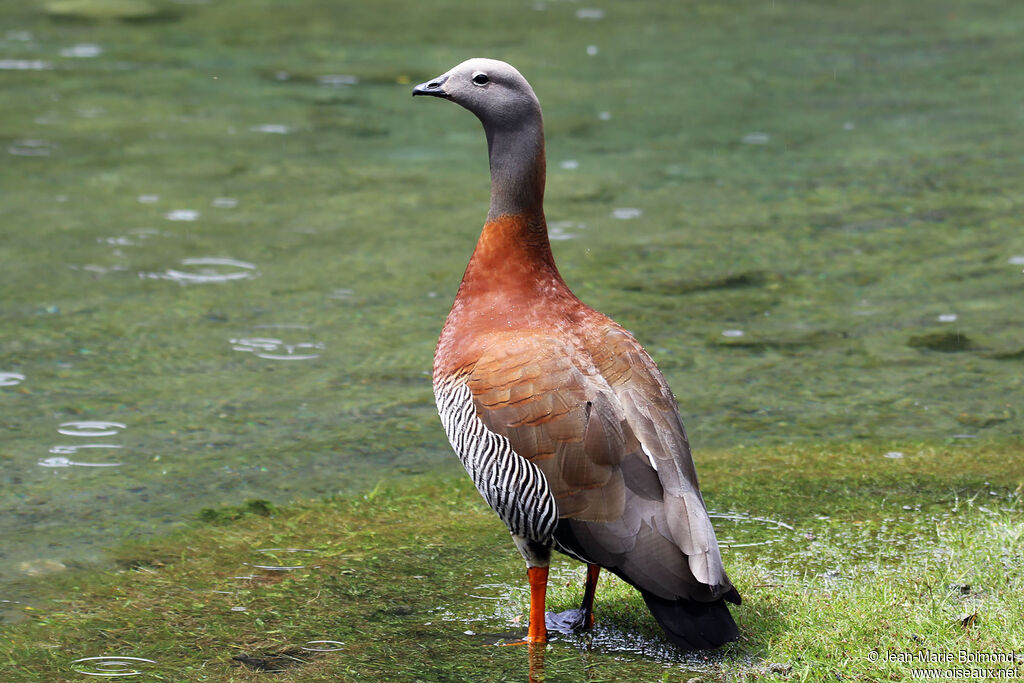 Ashy-headed Goose